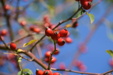 close-up view of rose hip shrub in autumn with blurred bokeh, rose hip also called rose haw fruits in early october on branches in front of azure sky