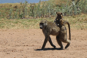 Zambian Baboon