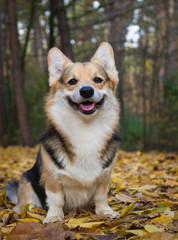 Dog breed Welsh Corgi Pembroke on a walk in a beautiful autumn forest.