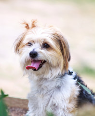 Naklejka na ściany i meble Maltese terrier Cute dog portrait outdoors in nature