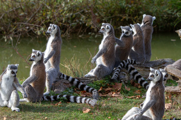 Lémurien Maki catta (Lemur catta)