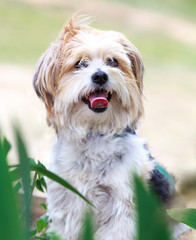 Naklejka na ściany i meble Cute dog portrait outdoors in nature