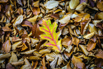 there are plenty of brown leaves on the ground