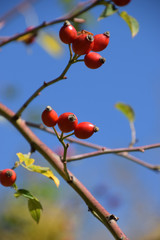 ripe rose hips on branch in autumn sun, rose hip also called rose haw fruits in early october on branches in front of azure sky