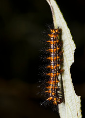 Caterpillar of yellow coster butterfly ( Acraea issoria ) resting on host plant leaf