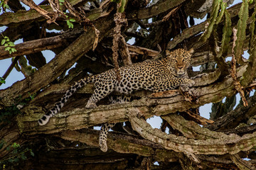 Leopard (Panthera pardus) on a tree, Sabie Sand game reserve, Singita, South Africa