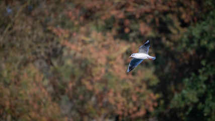 mouette rieuse 