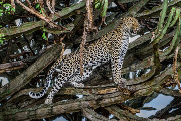 Leopard (Panthera pardus) on a tree, Sabie Sand game reserve, Singita, South Africa