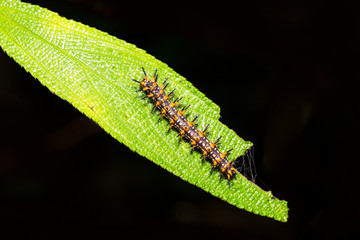 Caterpillar of yellow coster butterfly ( Acraea issoria ) resting on host plant leaf