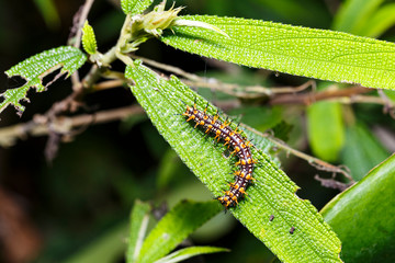 Caterpillar of yellow coster butterfly ( Acraea issoria ) resting on host plant leaf