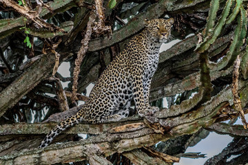Fototapeta na wymiar Leopard (Panthera pardus) on a tree, Sabie Sand game reserve, Singita, South Africa