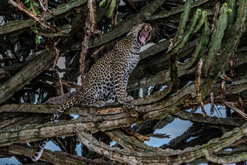 Leopard (Panthera pardus) on a tree, Sabie Sand game reserve, Singita, South Africa