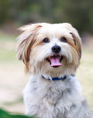 Naklejka na ściany i meble Maltese terrier dog portrait outdoors in nature