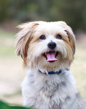 Maltese terrier dog portrait outdoors in nature