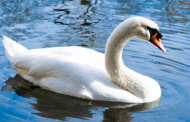 A white swan swims on a lake