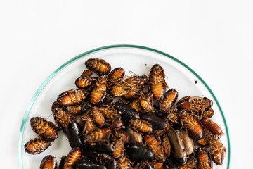 Close-up cockroach for study finding parasites in laboratory.