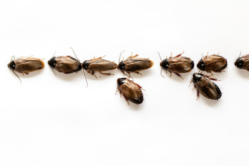 Close-up cockroach for study finding parasites in laboratory.