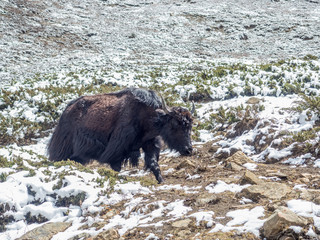 Yak on Annapurna Circuit
