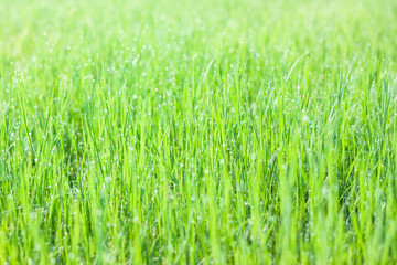 Fresh green grass with dew drops