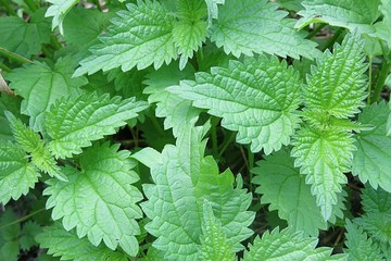 Nettle leaves background, closeup 