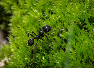 Ant sitting on moss
