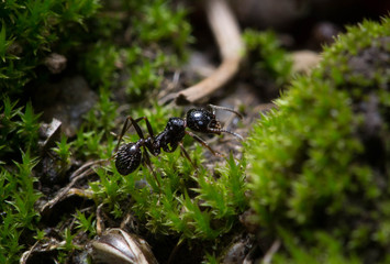 Ant sitting on moss