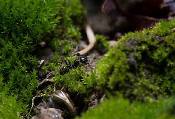 Ant sitting on moss
