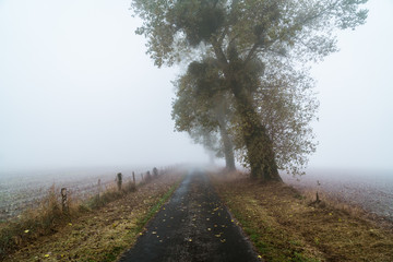 Foggy road in autumn, Normandy, France