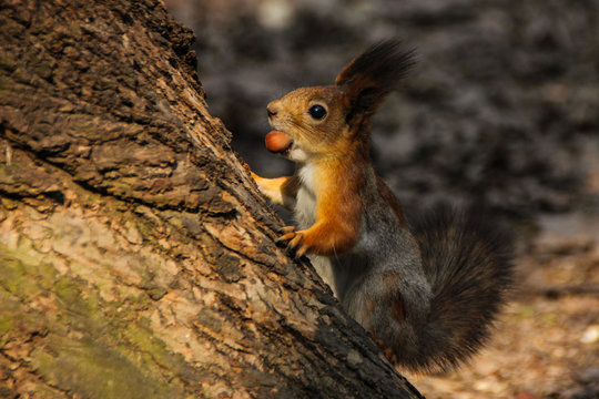 Red-haired wild squirrel in a natural habitat of the forest © Natalya