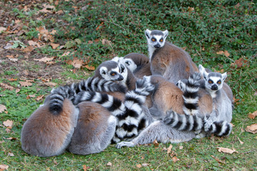 Lémurien Maki catta (Lemur catta)