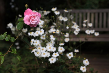 Obraz na płótnie Canvas ベンチの前に咲いたピンクの桜