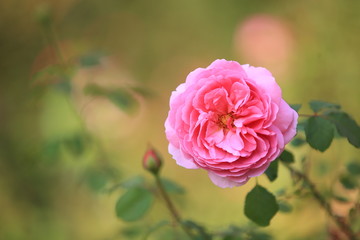 ピンクの秋薔薇