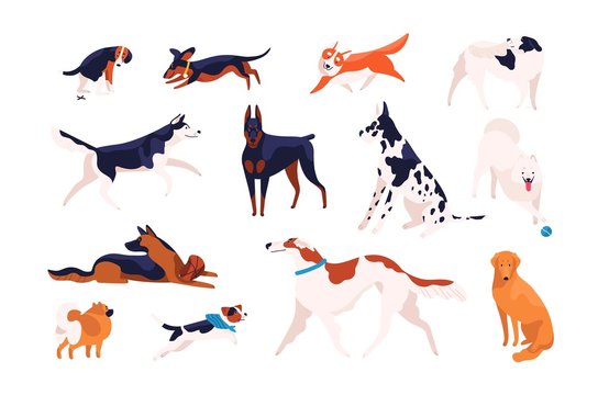 Collection of adorable dogs of different breeds playing, running, walking, sitting, pooping. Bundle of amusing cartoon domestic animals or pets isolated on white background. Flat vector illustration.