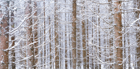 Fototapeta premium Spruce forest at winter for a background usage