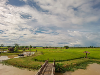 Beautiful rice green field background.