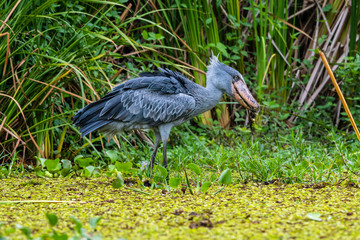 The Shoebill , Balaeniceps rex, also known as Whalehead, is a very large stork-like bird. It derives its name from its massive shoe-shaped bill.