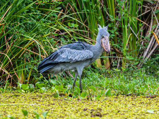 The Shoebill , Balaeniceps rex, also known as Whalehead, is a very large stork-like bird. It derives its name from its massive shoe-shaped bill.
