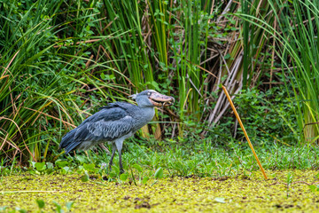 The Shoebill , Balaeniceps rex, also known as Whalehead, is a very large stork-like bird. It derives its name from its massive shoe-shaped bill.