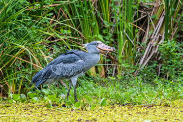 The Shoebill , Balaeniceps rex, also known as Whalehead, is a very large stork-like bird. It derives its name from its massive shoe-shaped bill.