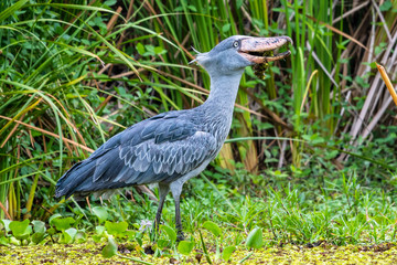 Naklejka premium The Shoebill , Balaeniceps rex, also known as Whalehead, is a very large stork-like bird. It derives its name from its massive shoe-shaped bill.