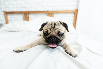 Cute dog pug breed smile and lying on bed and looking at camera feeling so happiness and fun