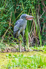 The Shoebill , Balaeniceps rex, also known as Whalehead, is a very large stork-like bird. It derives its name from its massive shoe-shaped bill.