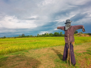 Rice field and light in green background with scarecrow .