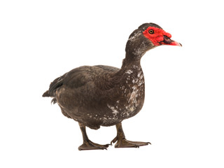 Muscovy duck isolated