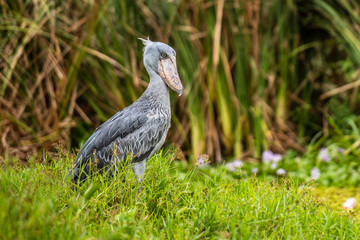 Fototapeta premium The Shoebill , Balaeniceps rex, also known as Whalehead, is a very large stork-like bird. It derives its name from its massive shoe-shaped bill.