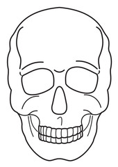 Human skull contour
