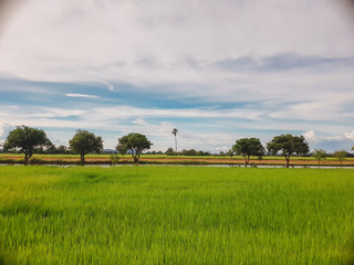 rice field green background.