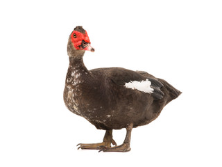 Muscovy duck isolated