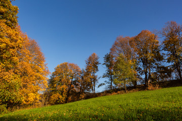 Naklejka premium Field of spring grass and forest in sunset time