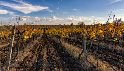 vineyard in autumn